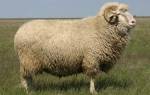 Родом из графства кент: овцы породы ромни марш
