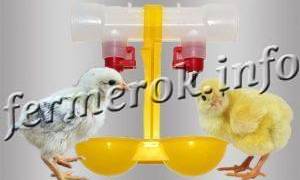 Схема пропаивания цыплят бройлеров антибиотиками и витаминами