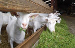 Заболевания коз и особенности их лечения