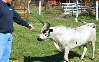 Знакомимся с особенностями разведения и содержания карликовых коров