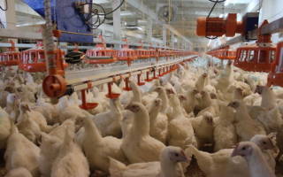 Технология выращивания цыплят бройлеров на птицефабрике
