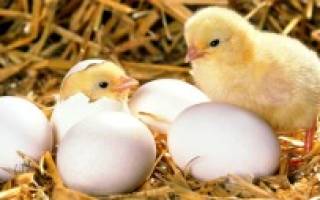 Сколько дней курица высиживает яйца