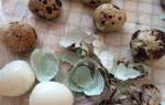 Как быстро разбивать перепелиные яйца