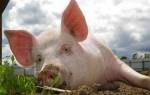 Кормление свиней: составляем оптимальный рацион и выбираем подходящую технологию