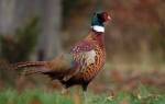 Королевский фазан: как выглядит, где обитает, чем питается