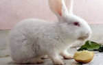 Картошка кроликам: в чем польза и вред, как давать