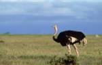 Популярные виды страусов с описанием и фото