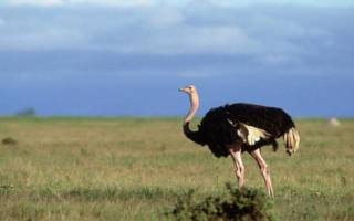 Популярные виды страусов с описанием и фото