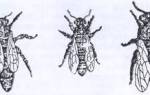 Основные функции пчеломатки в пчелиной семье
