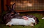 В чём разница между кроликом и зайцем