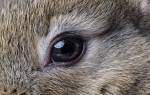 Причины заболевания глаз у кроликов и их лечение