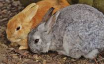 Возможные заболевания печени у кроликов и их лечение