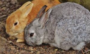 Возможные заболевания печени у кроликов и их лечение