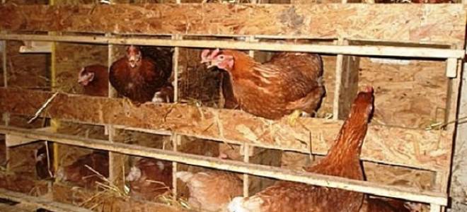 Куры авиколор: все о разведении в домашних условиях