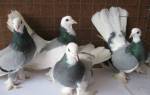 Вольские голуби: особенности содержания в домашних условиях