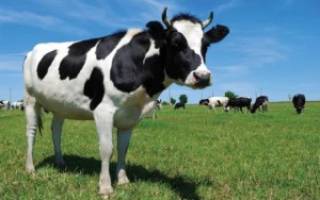Бесплодие коровы (яловая корова): причины и лечение