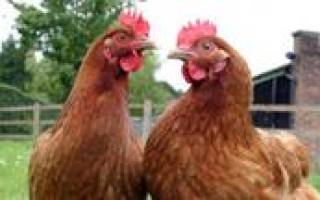 Методы определения возраста курицы: отличия между старыми и молодыми