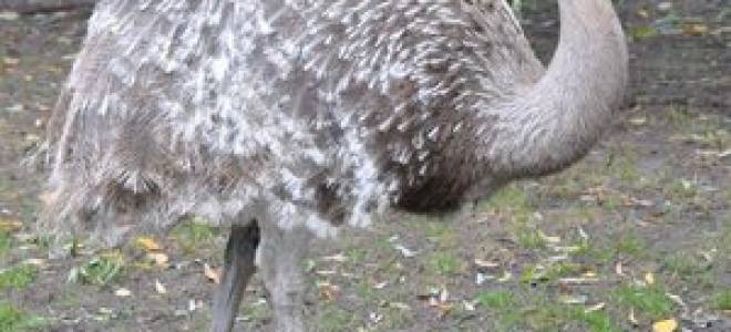 Какую скорость развивает страус при беге