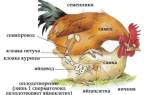 Как происходит спаривание петуха и курицы