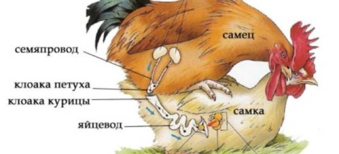Как происходит спаривание петуха и курицы