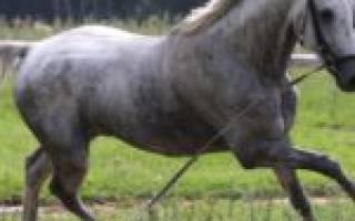 Мышастая масть лошади: история, разновидности окраса