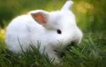 Карликовый кролик гермелин: характеристика породы