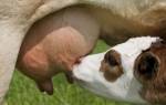 Кровь в молоке у коровы: причины, лечение