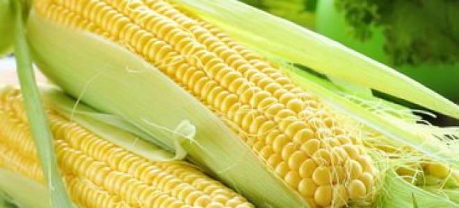 Выращивание кукурузы из семян