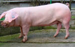 Все о разведении свиней породы ландрас