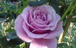 Голубая роза блю парфюм: особенности выращивания