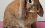 Декоративный кролик воняет: причины, что делать