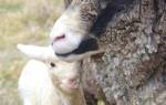 Что нужно знать для разведения овец породы меринос