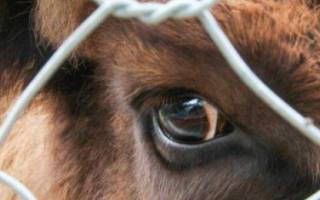 Лептоспироз у коров: что делать, как лечить