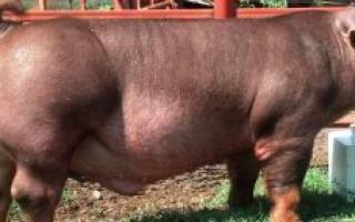 Популярные породы домашних свиней