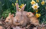 Болезни кроликов, которые несут угрозу здоровью человека