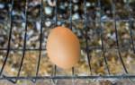 Как часто несутся куры, сколько яиц может снести курица