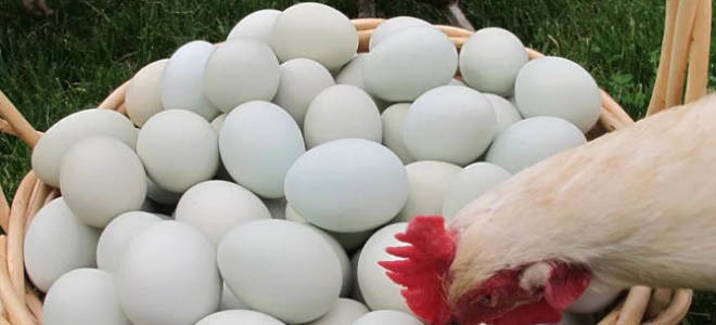 Почему куры клюют яйца и что при это делать?