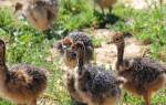 Особенности и правила содержания птенцов страуса