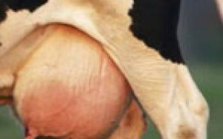 Отек вымени у коров: как правильно лечить