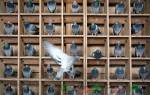 Породы почтовых голубей