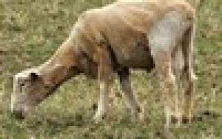 Стрижка овец – горячая пора животновода