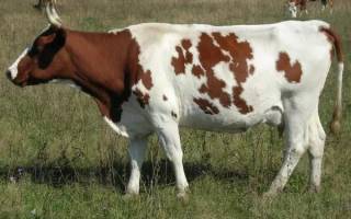 Айрширская корова: как ухаживать и чем кормить в домашних условиях