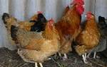 Лечение пастереллеза у домашних кур