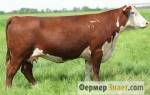 Мясная порода коров герефорд
