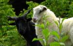 Беременная овечка: что нужно знать