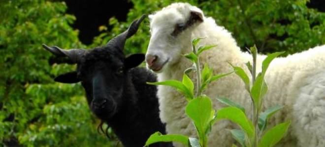 Беременная овечка: что нужно знать