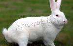 Кролики породы белый великан: особенности разведения