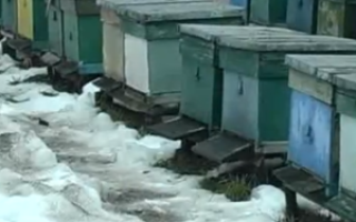 Зимовка пчел на воле