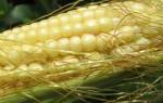 Разновидности кукурузы