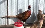 Кормление фазанов в домашних условиях: нормы, режим